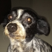 rafaelfrasson user icon