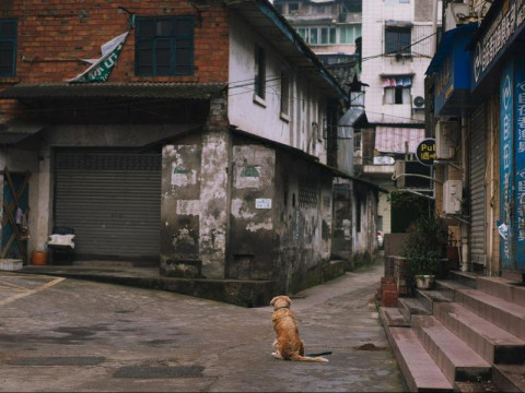Redação sobre maus-tratos aos animais de rua no Brasil: dicas para produção de texto