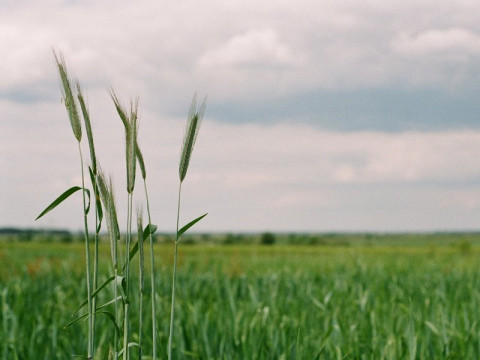 Temas atuais para TCC de agronomia em 2024